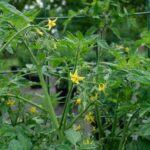 If your tomato plants pump out leaves but stall on fruit in this August heat, one feeding habit usually starts it