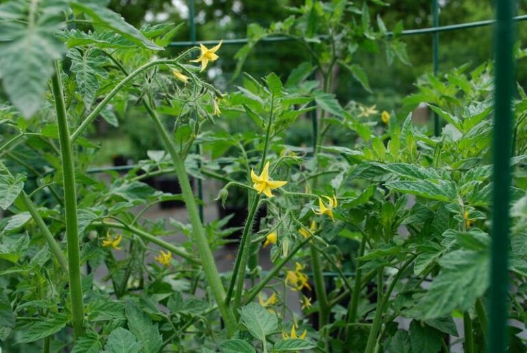 If your tomato plants pump out leaves but stall on fruit in this August heat, one feeding habit usually starts it