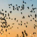 More Bats Over Your Central Texas Yard Means Fewer Mosquitoes Every Summer Night