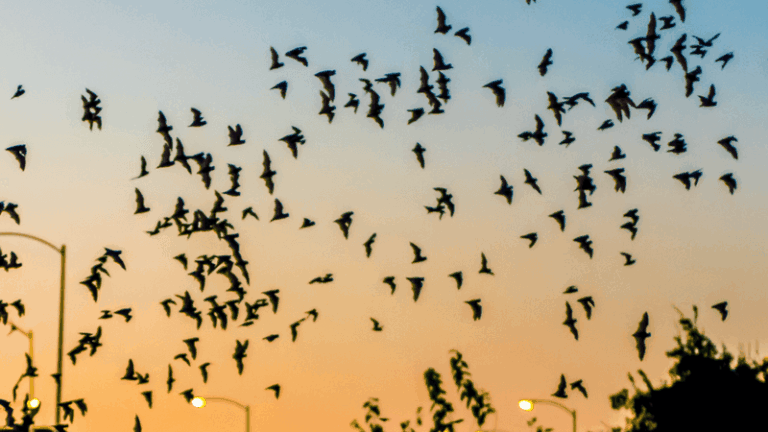 More Bats Over Your Central Texas Yard Means Fewer Mosquitoes Every Summer Night