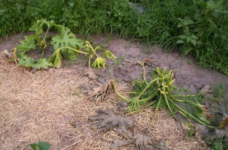 If Your Squash Plants Suddenly Wilt and Collapse in Late-Summer Heat, Here Is Why