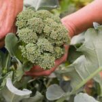 What North Carolina Gardeners Do To Get Fall Broccoli That Heads Up Before the First Hard Frost