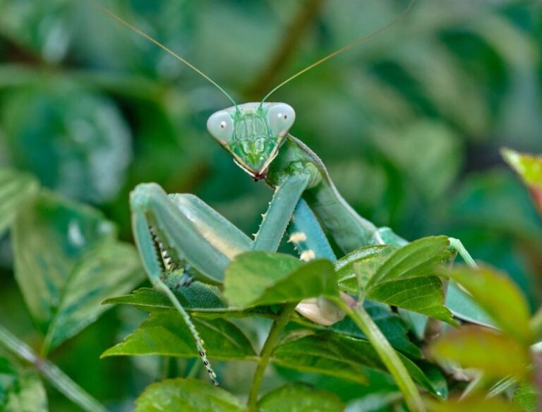What It Really Means When Praying Mantises Show Up In Your North Carolina Garden, And Why You Want Them To Stay