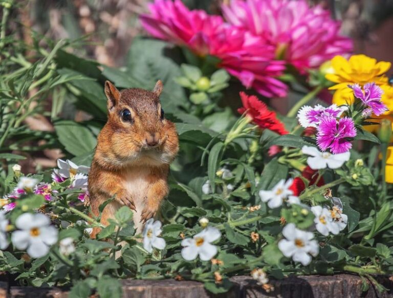 Squirrels and Chipmunks Keep Raiding Your Garden — Here Are the Strong Smells That Send Them Packing