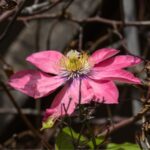 Your Climbing Clematis Grows Leafy but Never Climbs — Here’s the One Mistake Quietly Holding It Back
