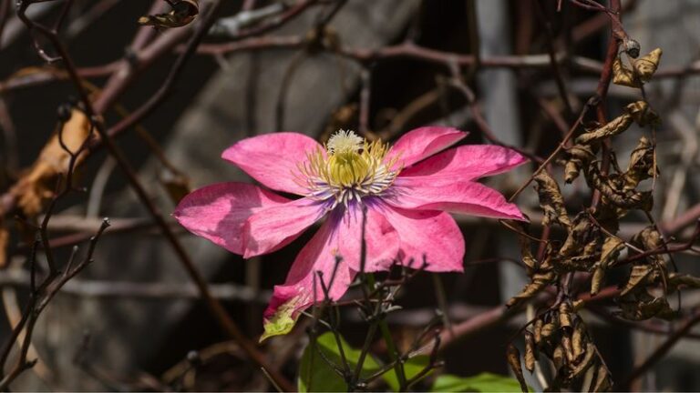 Your Climbing Clematis Grows Leafy but Never Climbs — Here’s the One Mistake Quietly Holding It Back