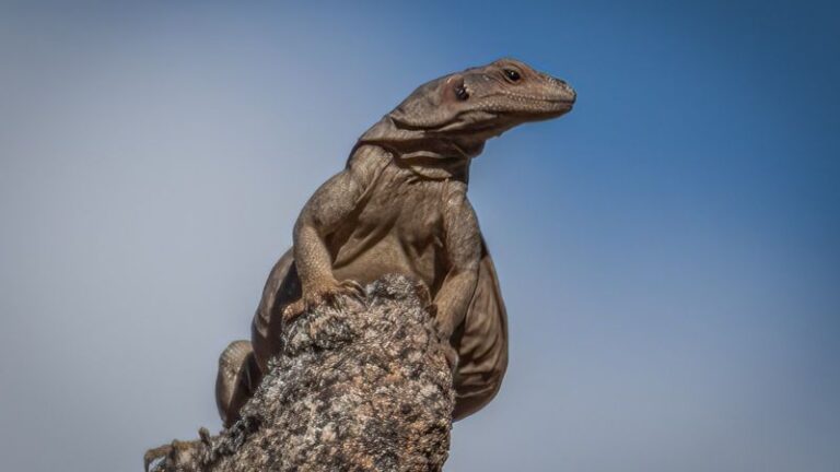 What It Really Means When Lizards Suddenly Blanket Your California Walls in a Heat Wave, and Why It’s Good News
