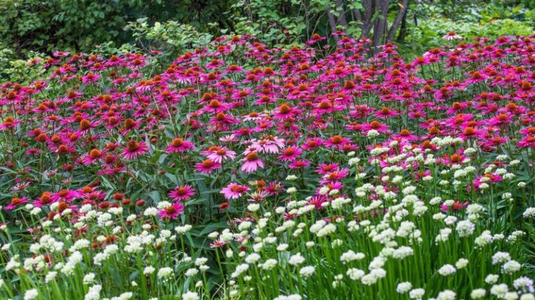 The Fast-Establishing Flowers North Carolina Gardeners Should Plant Now for a Show That Lasts Into Fall