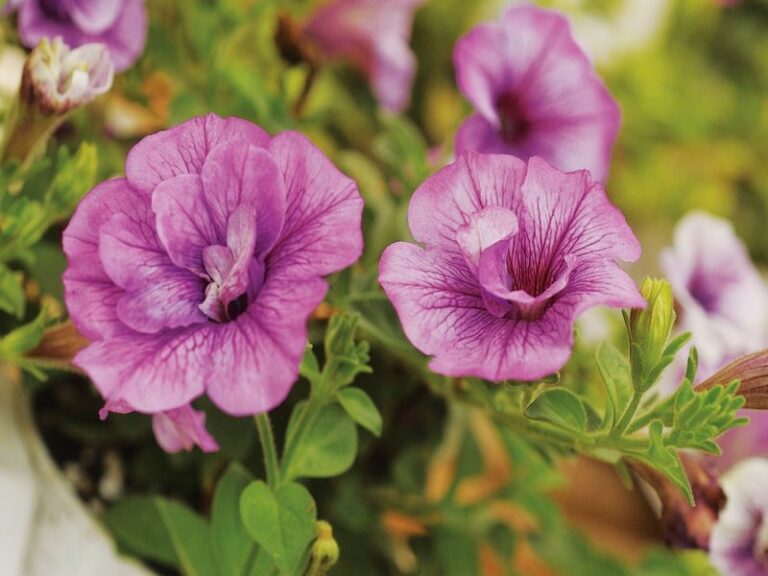 Your Petunias Feel Sticky to the Touch – Here’s the Hidden Stress Usually Behind the Coating