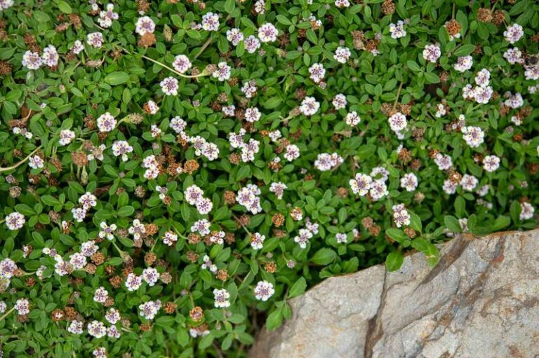 The Native Texas Groundcover That Blankets a Bare, Rocky Slope Nothing Else Would Cover