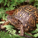 What It Really Means When Box Turtles Start Showing Up Near Your North Carolina Garden Beds