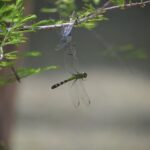 The Native Texas Vine That Draws Dragonflies In and Sends Mosquitoes Looking Elsewhere