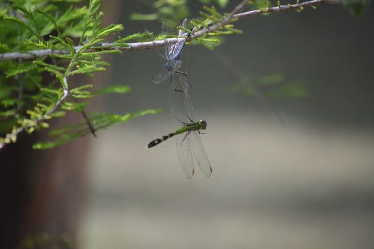 The Native Texas Vine That Draws Dragonflies In and Sends Mosquitoes Looking Elsewhere