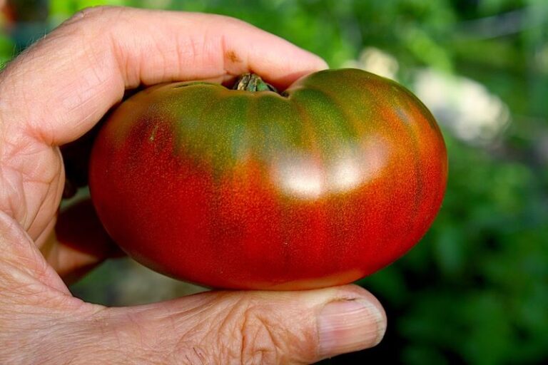 If your tomatoes are ripening green shoulders that stay hard this August, one hot-sun habit usually starts it