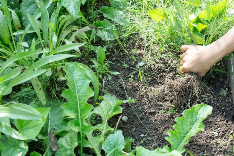 What the Weeds Taking Over Your North Carolina Yard Are Really Telling You About the Soil Underneath