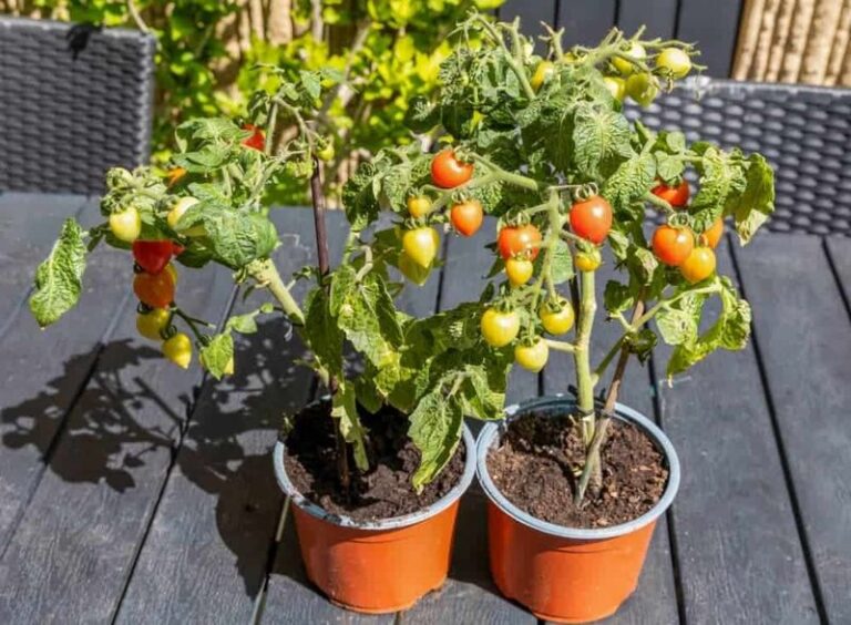 If Your Potted Tomatoes Stay Small and Weak in the Fading Late-Summer Heat, Here Is Why