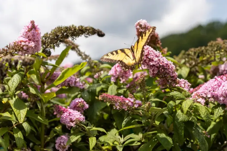 The One Thing North Carolina Butterfly Bushes Need Now or They Struggle Through the Rest of Summer