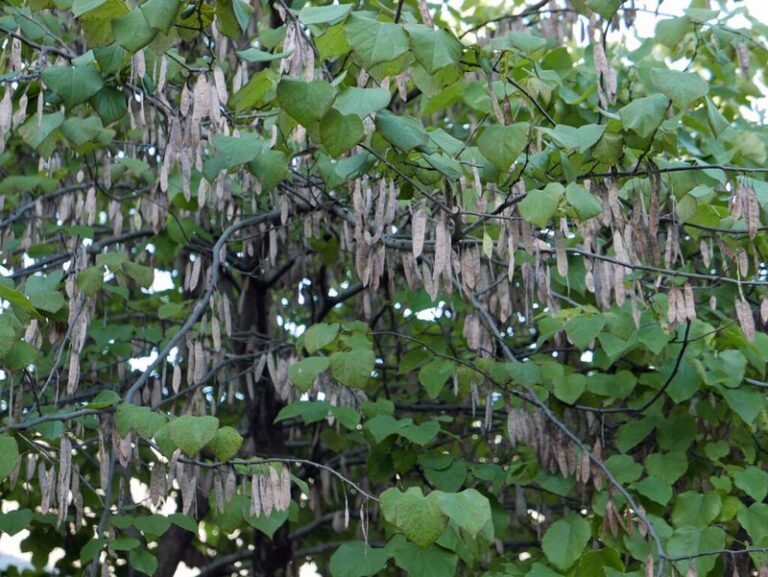 Eastern Redbud: A Native North Carolina Tree Worth Planting Alongside a Smarter Spotted Lanternfly Strategy