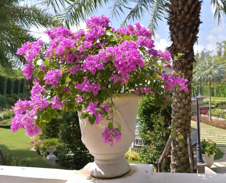 The Underrated Texas Vine That Blooms All Summer in a Single Patio Pot Without Ever Touching the Ground