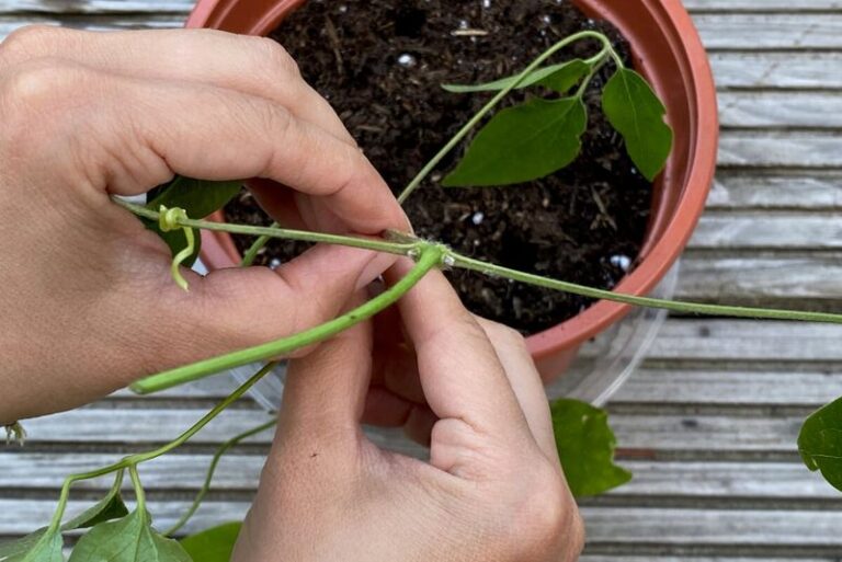 Your Clematis Multiplies Free From a Few Soft Stem Cuttings — Here’s the Late-Summer Window to Take Them