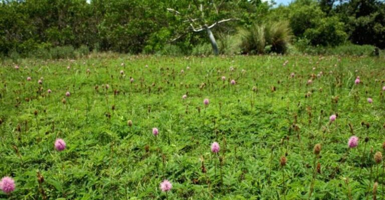 7 Florida Native Ground Covers That Replace Bark Mulch and Stop Washing Away Every Summer Storm