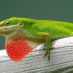 Green Anoles May Eat Some Porch Insects in Central Texas – Here’s How to Support Them