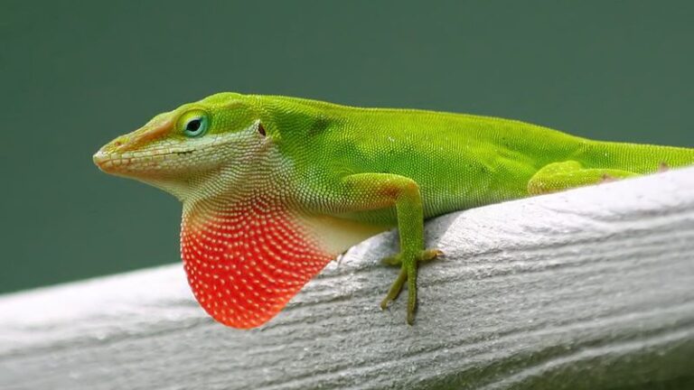 Green Anoles May Eat Some Porch Insects in Central Texas – Here’s How to Support Them