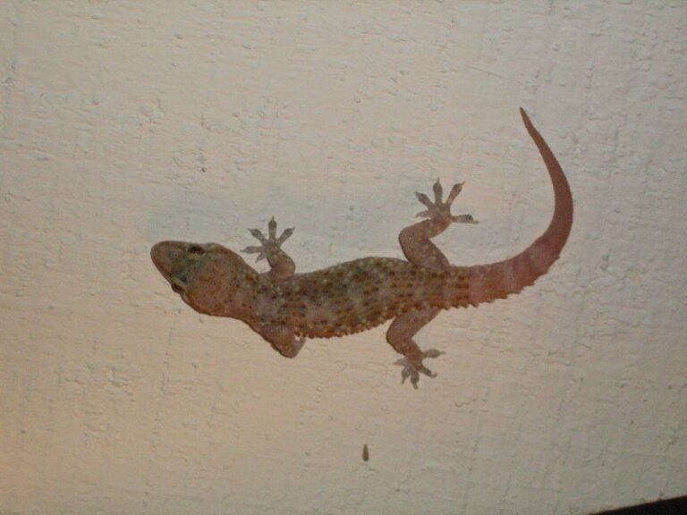 More Mediterranean Geckos On Your Central Texas Porch Means Fewer Roaches Getting Inside (Here’s How To Draw Them In)