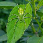 More Green Lynx Spiders In Your Central Texas Garden Means Fewer Caterpillars Chewing Your Peppers
