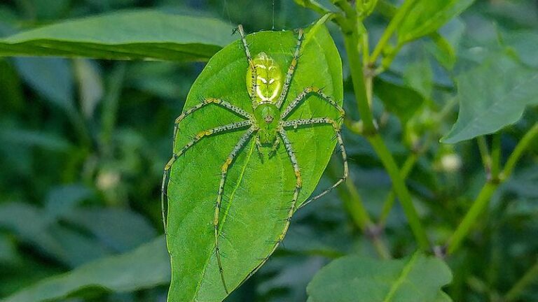 More Green Lynx Spiders In Your Central Texas Garden Means Fewer Caterpillars Chewing Your Peppers