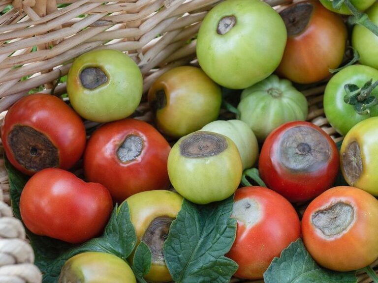If Your Tomato Fruit Shows Sunken Black Patches on the Bottom in Late-Summer Heat, Blossom End Rot Is Usually Behind It