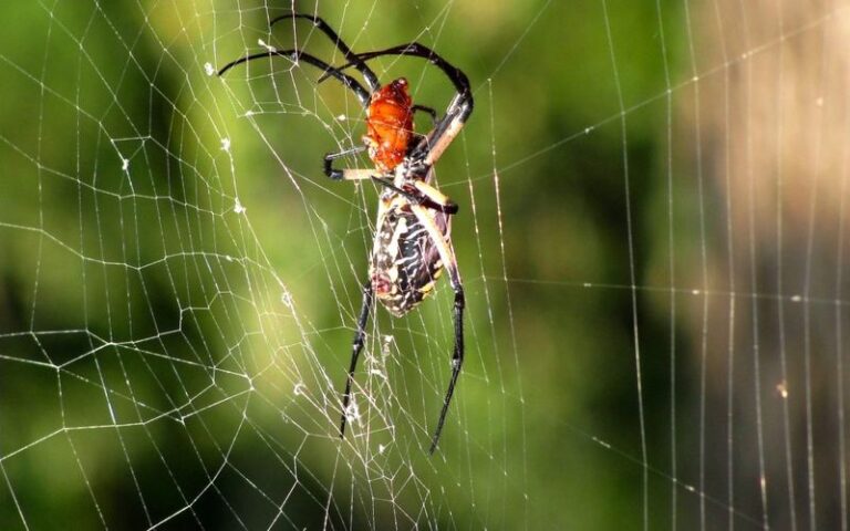 This Tiny California Garden Spider Quietly Eats the Aphids and Whiteflies Homeowners Reach for Spray to Kill