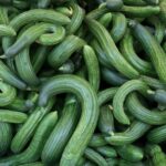If Your Cucumber Plants Turn Out Deformed, Nubbin Fruit in Late-Summer Heat, Here Is Why
