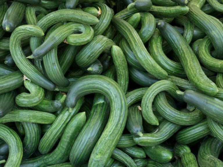 If Your Cucumber Plants Turn Out Deformed, Nubbin Fruit in Late-Summer Heat, Here Is Why