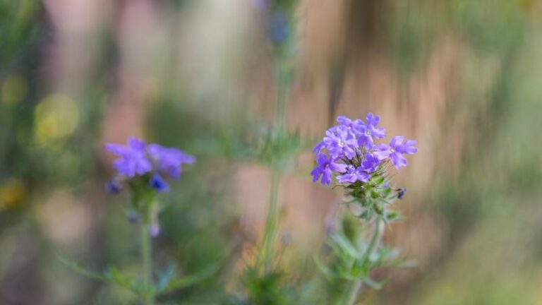 That Purple Weed You Keep Pulling From Your Central Texas Lawn Is Actually a Native Pollinator Gem
