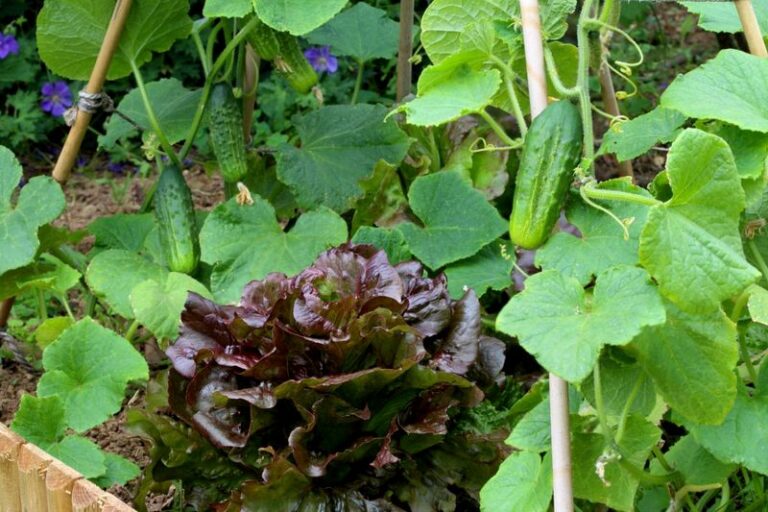 Your Cucumber Vines Struggle No Matter What — Here’s the One Companion Plant That Quietly Strengthens Them