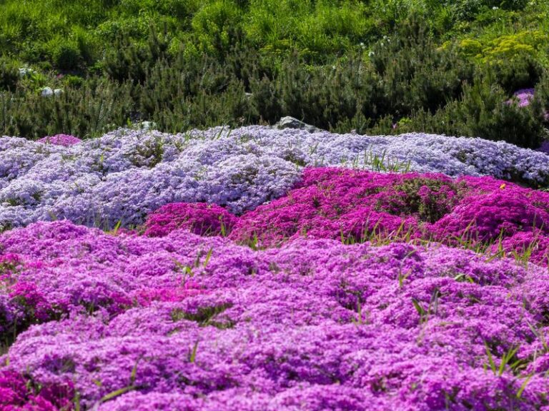 If Bare Soil Under Your Shade Trees Won’t Grow Anything, These Flowering Ground Covers Finally Fill It In
