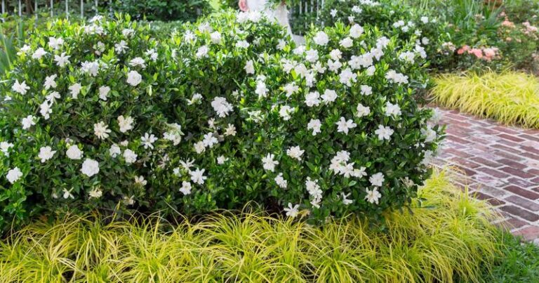 The One Thing North Carolina Gardenias Need Right Now So They Don’t Struggle Through Next Summer’s Heat