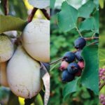 The Native North Carolina Fruit Trees That Keep Feeding Your Family Decades After a Single Planting
