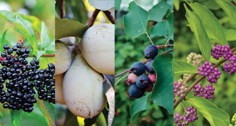 The Native North Carolina Fruit Trees That Keep Feeding Your Family Decades After a Single Planting