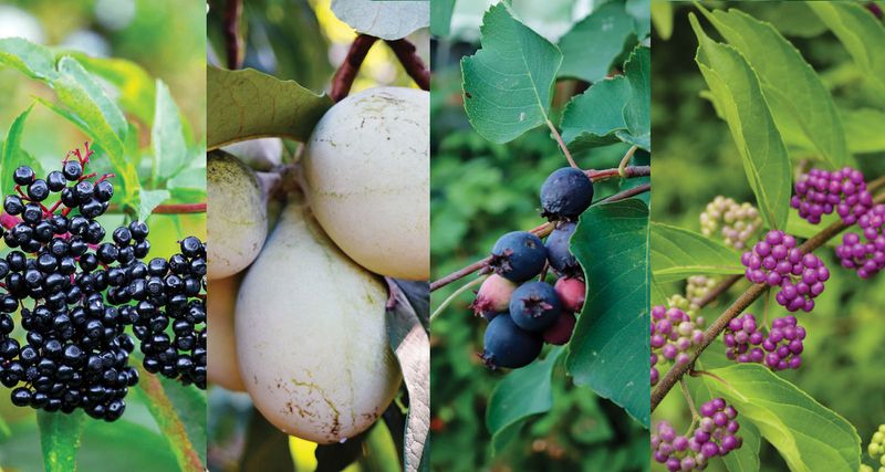 The Native North Carolina Fruit Trees That Keep Feeding Your Family Decades After a Single Planting