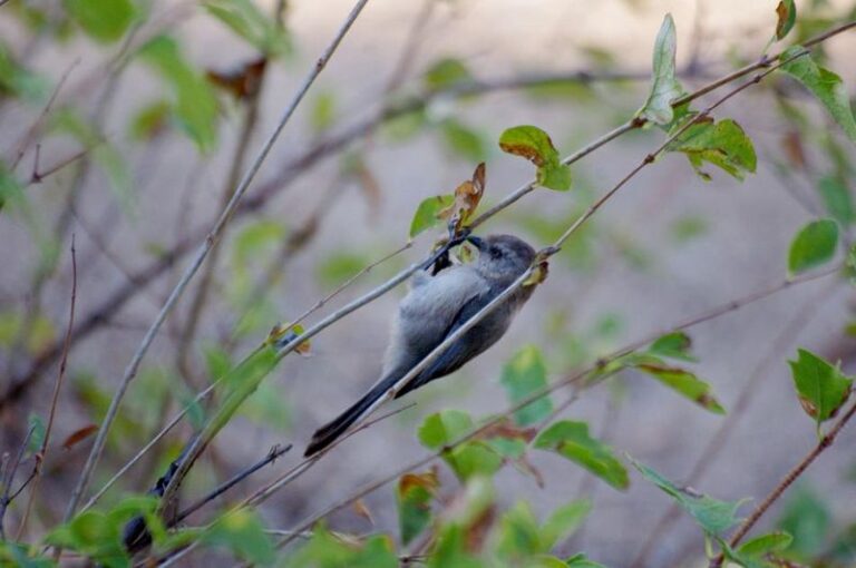 The California Bushtit Quietly Strips The Aphids And Scale Off Your Shrubs, But Homeowners Prune Away The Cover It Needs