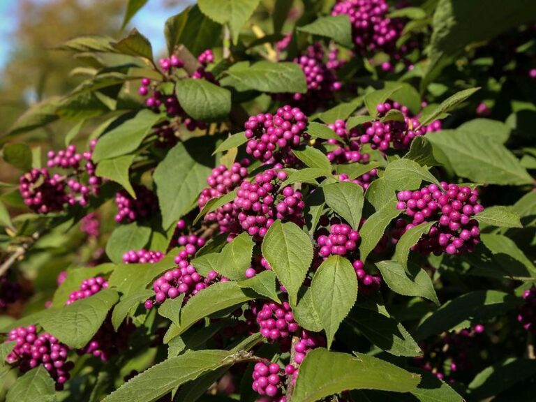 The Most Underrated North Carolina Native Shrub That Blocks Ticks Where They Cross Your Wooded Yard Edge