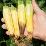 If your zucchini sets tiny fruit that rots at the tip in this August heat, one feeding gap usually starts it