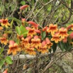 7 Florida Native Vines That Cover a Rotting Wooden Trellis and Never Need Replacing
