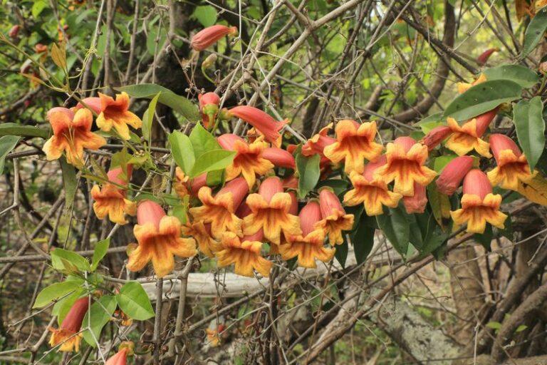 7 Florida Native Vines That Cover a Rotting Wooden Trellis and Never Need Replacing