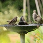 The One Thing California Backyard Birds Need to Survive a Late-Summer Heat Wave, and Most Yards Are Missing It