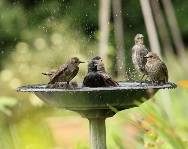 The One Thing California Backyard Birds Need to Survive a Late-Summer Heat Wave, and Most Yards Are Missing It