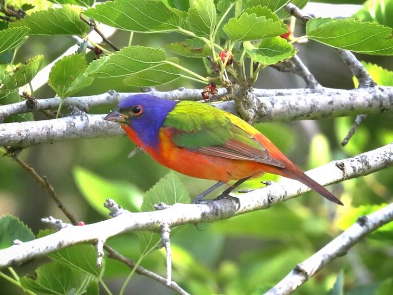 7 Florida Native Flowering Vines That Cover a Bare Fence and Bring Painted Buntings Back