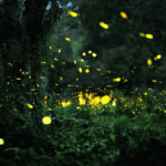 7 Florida Native Plants That Turn Your Yard Into Firefly Territory Again After Years of Dark Nights